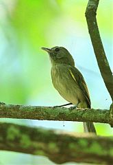 Flammulated Pygmy-Tyrant